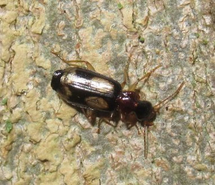 Dromius quadrimaculatus - négyfoltos kéregfutó