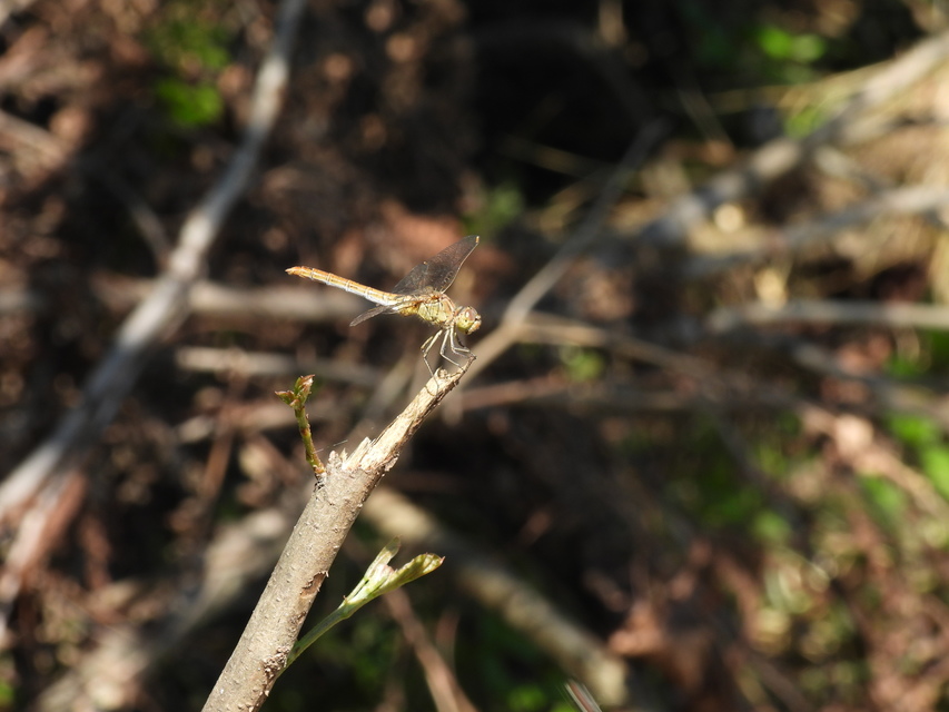 Sympetrum meridionale - fakó katona-szitakötő