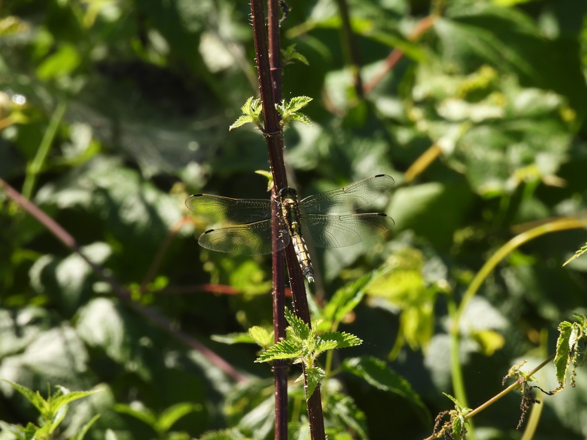 Orthetrum albistylum - fehérfarkú pásztorszitakötő
