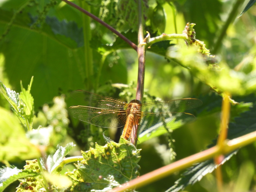 Crocothemis erythraea - skarlát szitakötő