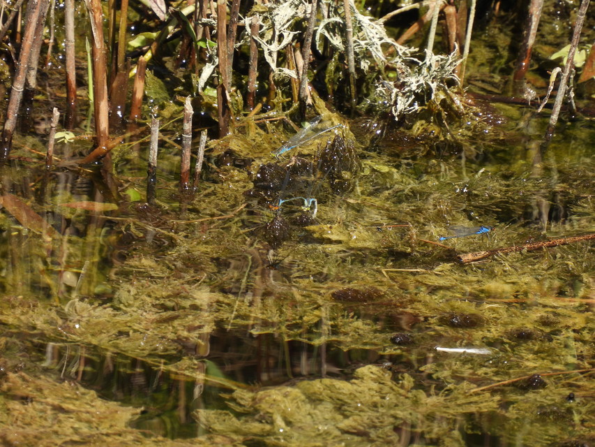 Erythromma viridulum - kis pirosszemű-légivadász