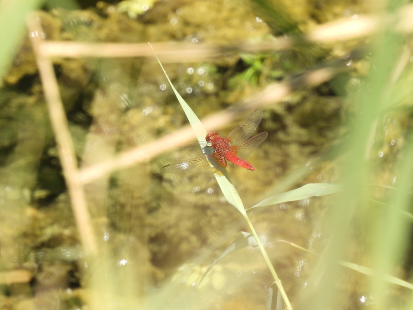 Crocothemis erythraea - skarlát szitakötő