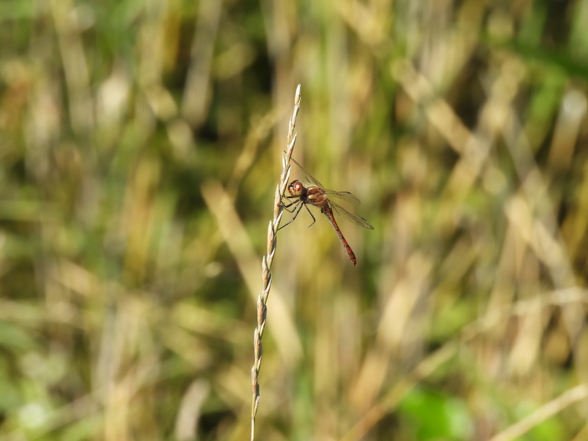 Sympetrum vulgatum - barkós katona-szitakötő
