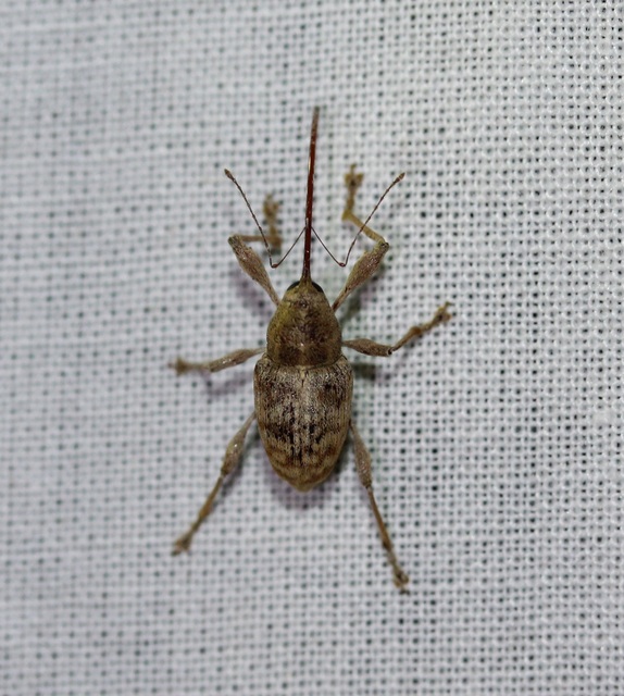 Curculio elephas - gesztenyezsuzsóka