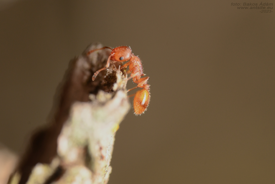 Temnothorax unifasciatus - gyűrűs kéreghangya
