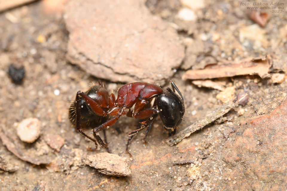 Camponotus ligniperda - faodvasító lóhangya