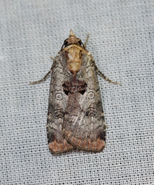 Epilecta linogrisea - karcsú sárgafűbagoly