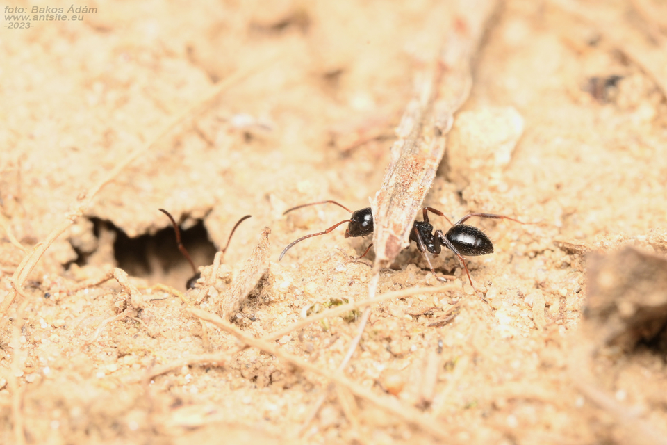 Camponotus piceus - szurkos lóhangya