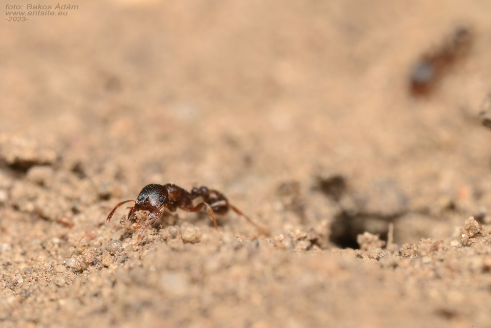 Tetramorium