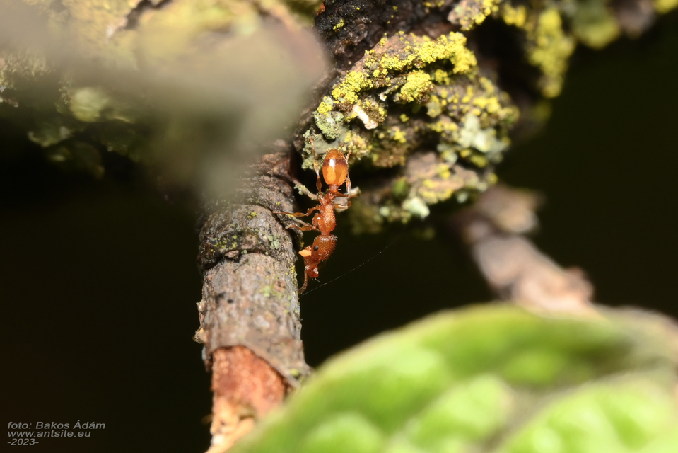 Temnothorax unifasciatus - gyűrűs kéreghangya