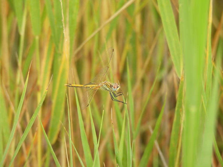 Sympetrum fonscolombii - vándor katona-szitakötő