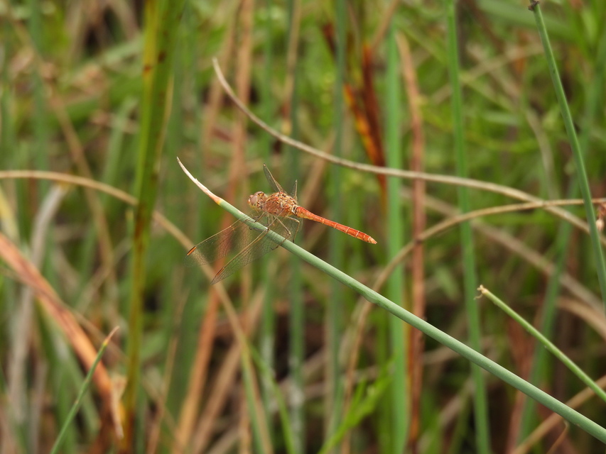 Sympetrum meridionale - fakó katona-szitakötő