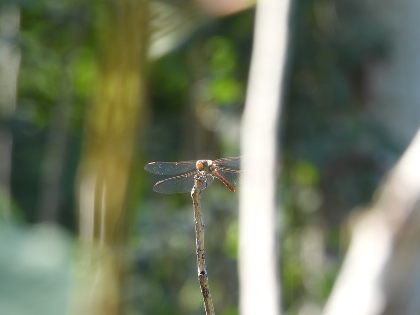 Sympetrum striolatum - harántsávos katona-szitakötő