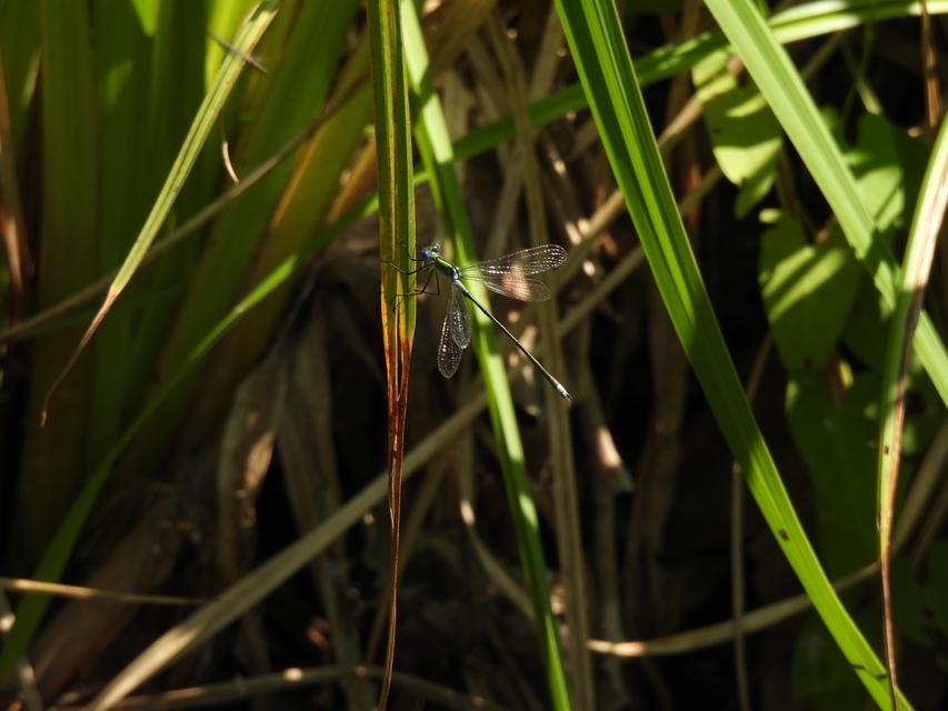 Lestes sponsa - lomha rablószitakötő