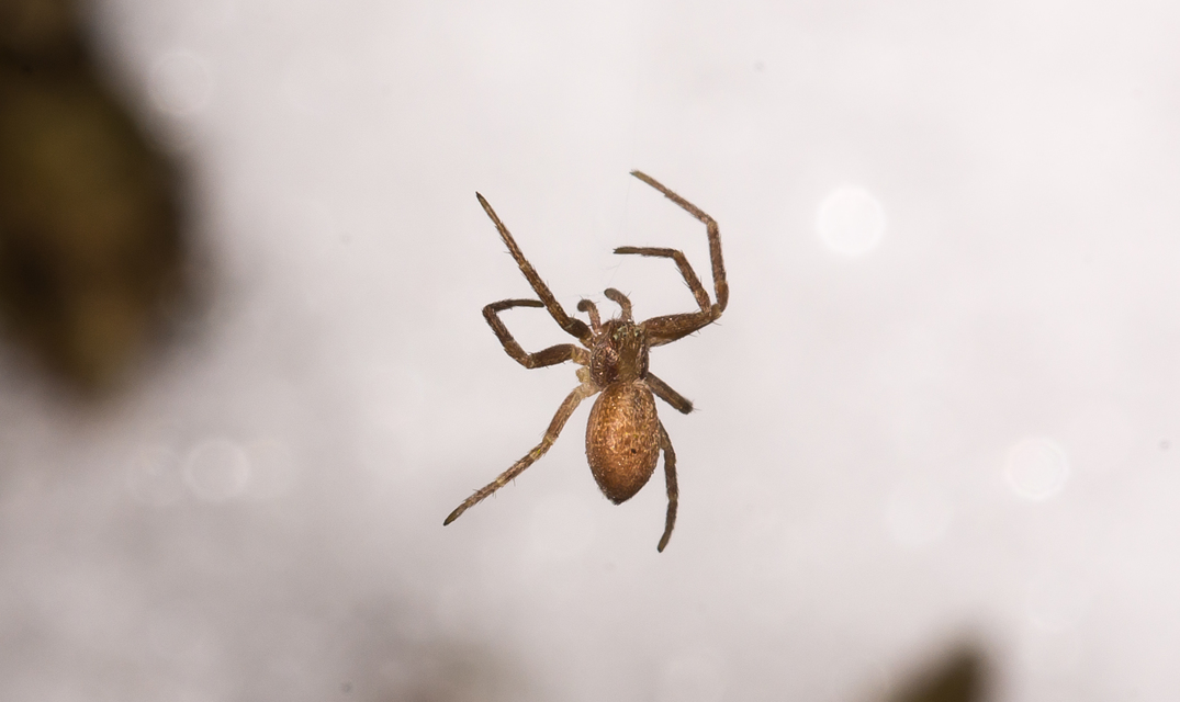 Philodromus