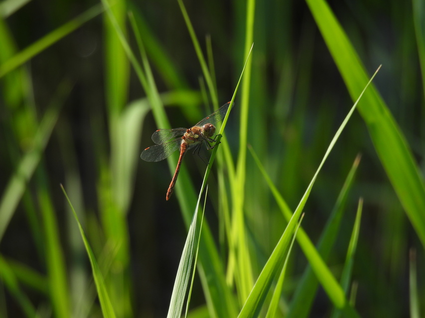 Sympetrum striolatum - harántsávos katona-szitakötő