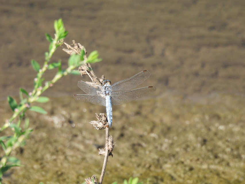 Orthetrum brunneum - pataki pásztorszitakötő