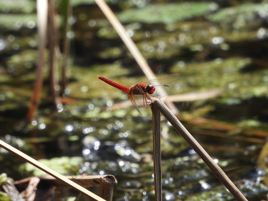 Crocothemis erythraea - skarlát szitakötő