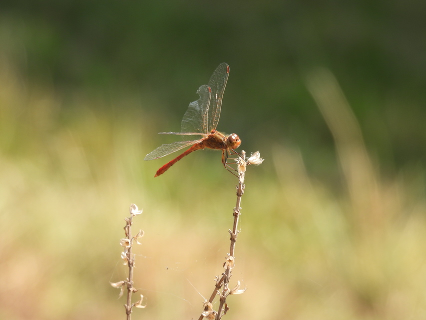 Sympetrum meridionale - fakó katona-szitakötő
