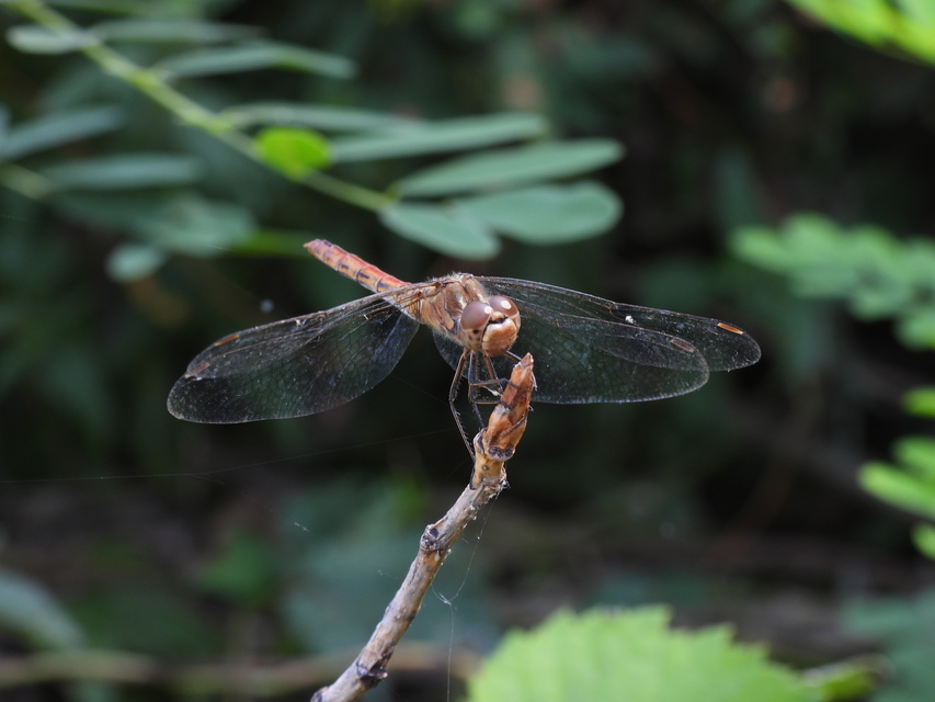 Sympetrum vulgatum - barkós katona-szitakötő