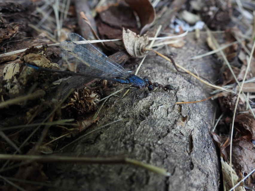 Erythromma viridulum - kis pirosszemű-légivadász