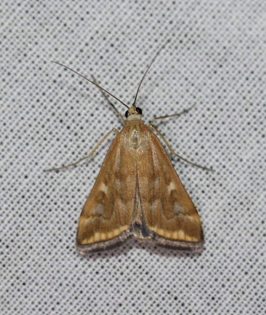 Loxostege sticticalis - muszkamoly