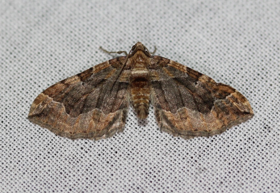 Pelurga comitata - nagy tarkaaraszoló