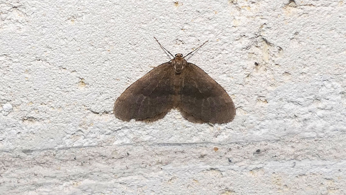 Operophtera brumata - kis téliaraszoló
