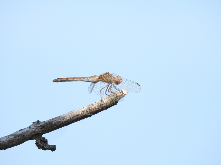 Sympetrum meridionale - fakó katona-szitakötő