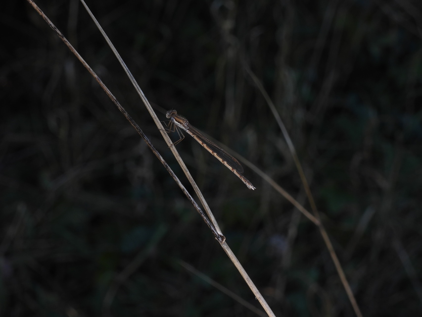 Sympecma fusca - téli rablószitakötő