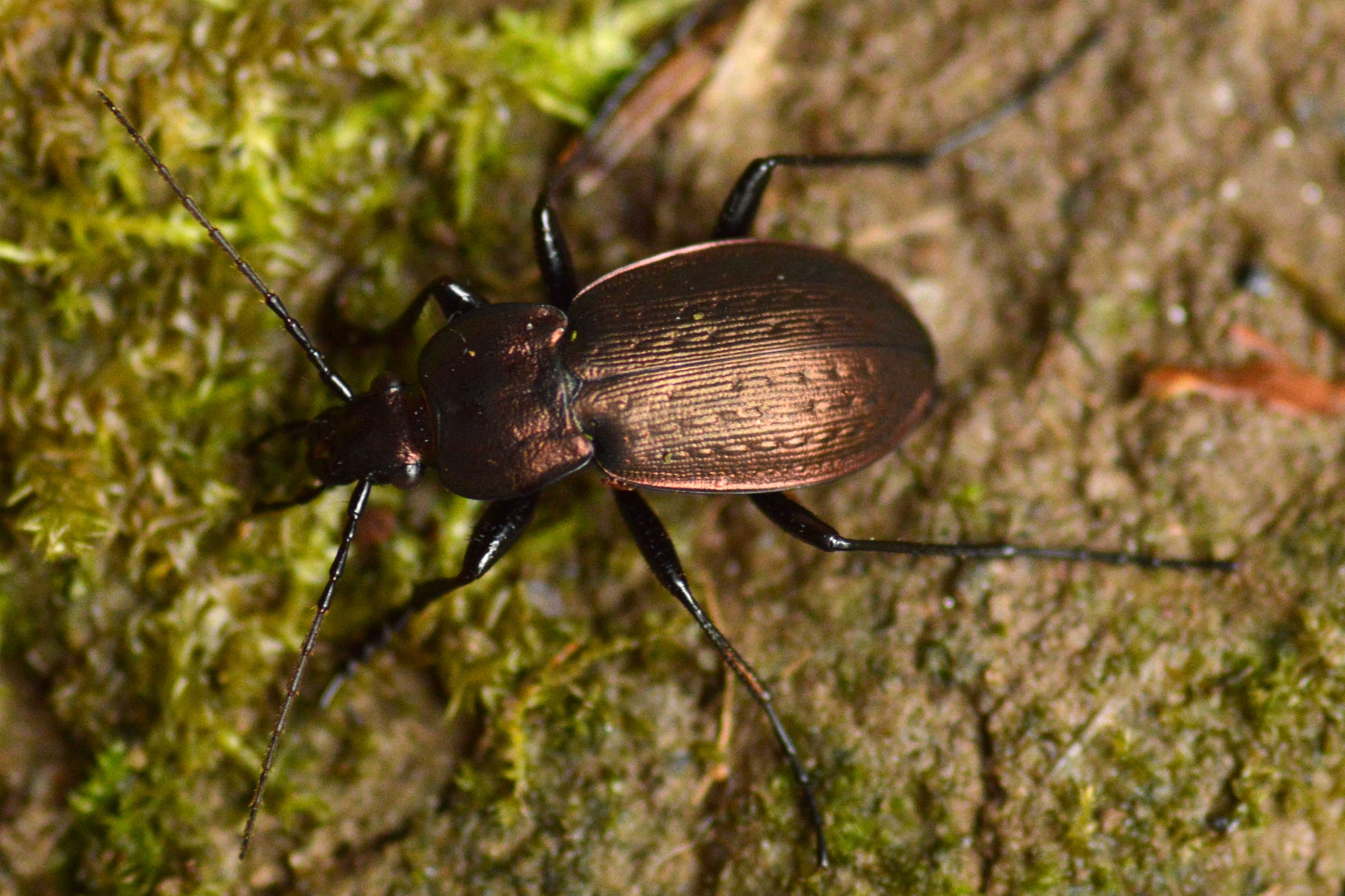 Carabus arvensis arvensis - nyugati sokszínű futrinka