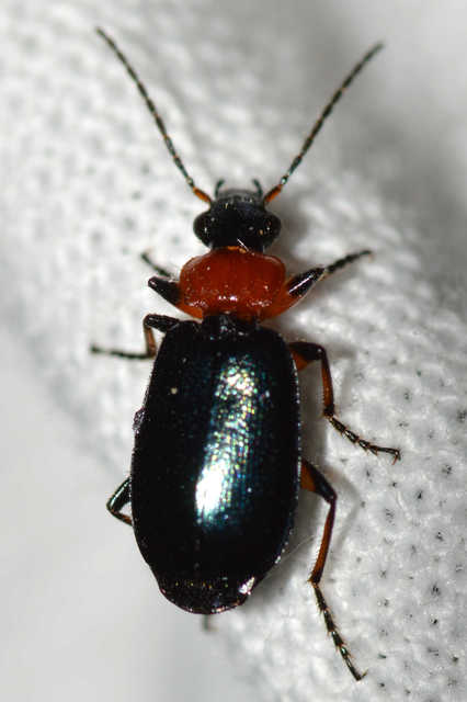 Lebia cyanocephala - pompás cserjefutó