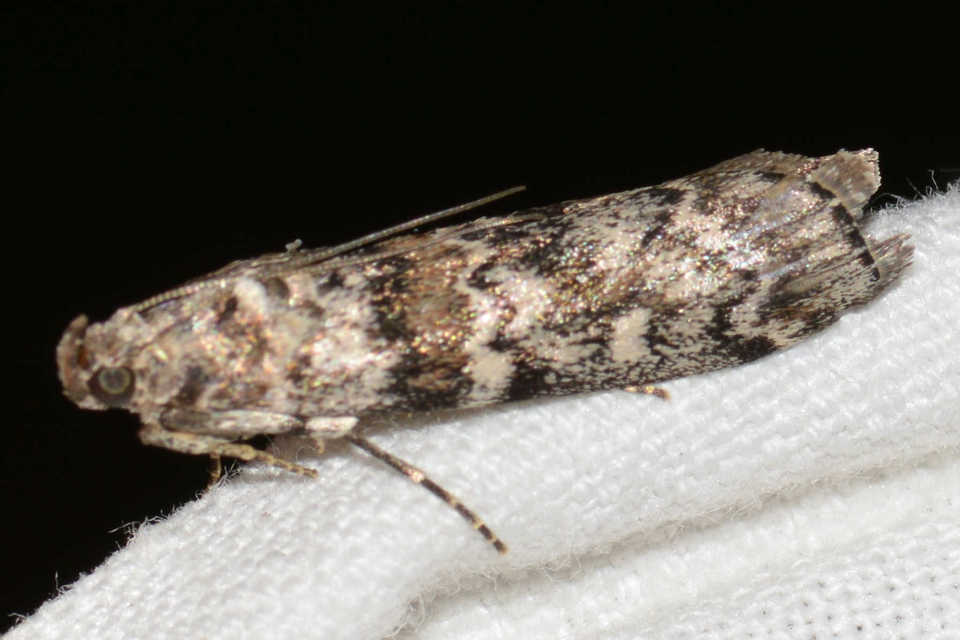 Dioryctria
