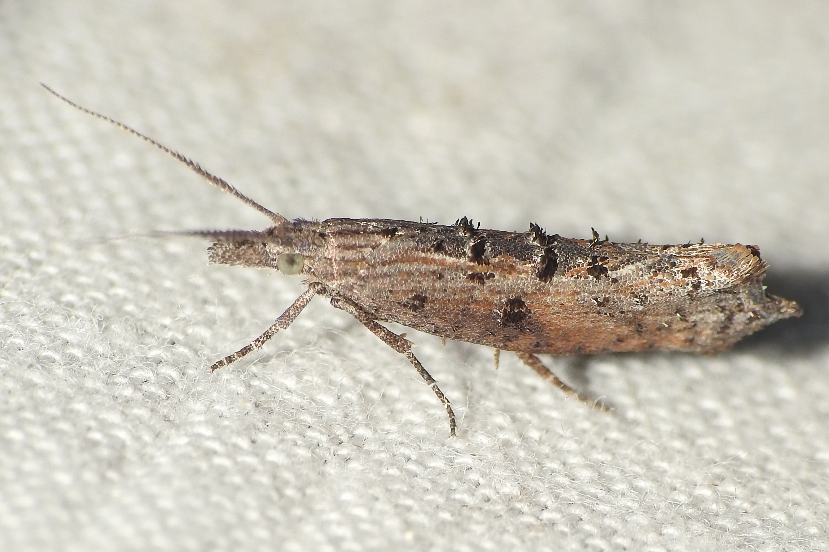 Ypsolopha horridella - kormos tarkamoly