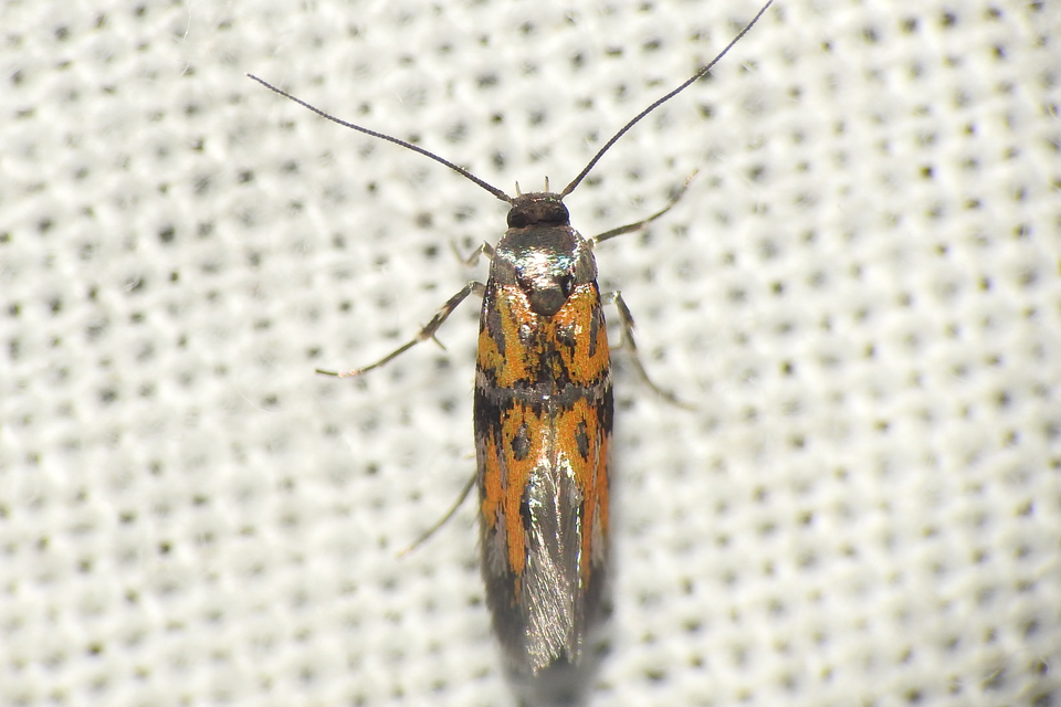 Chrysoesthia drurella - labodarágó sarlósmoly