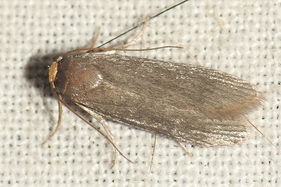 Achroia grisella - kis viaszmoly