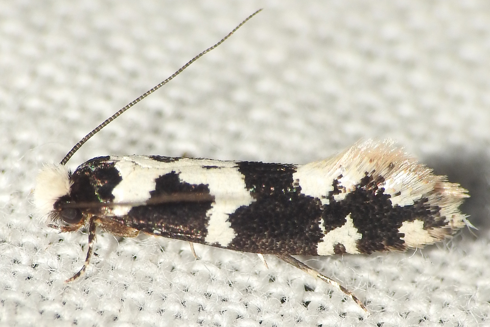 Neurothaumasia ankerella - magyarmoly
