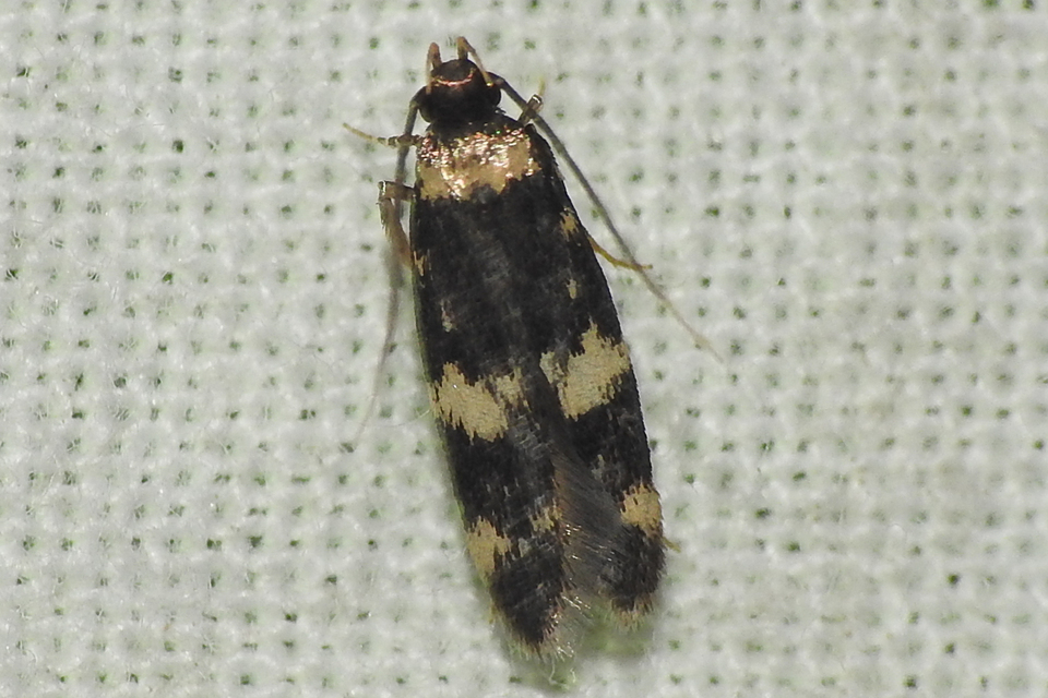 Oegoconia