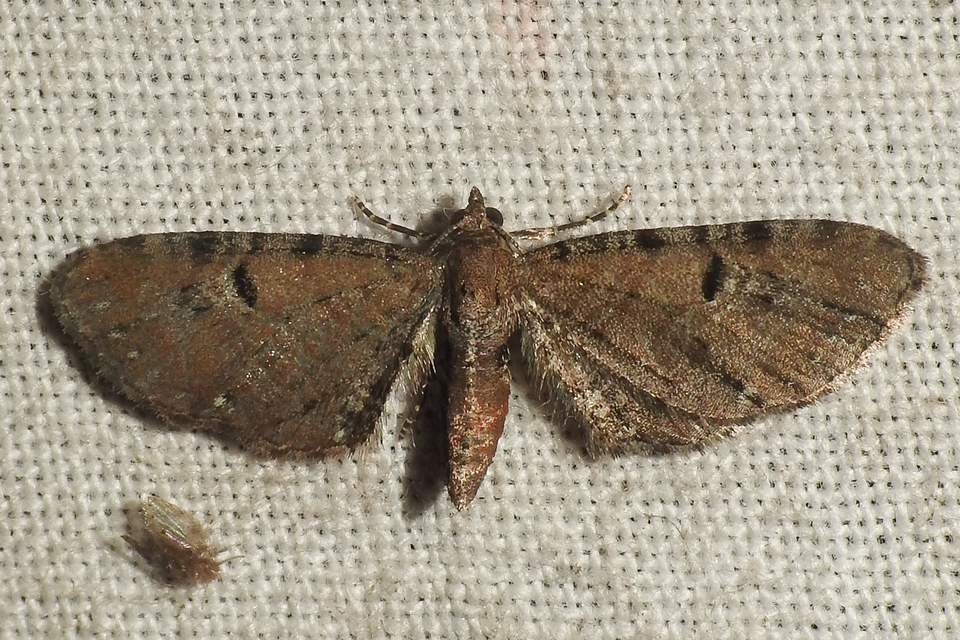 Eupithecia absinthiata - üröm-törpearaszoló