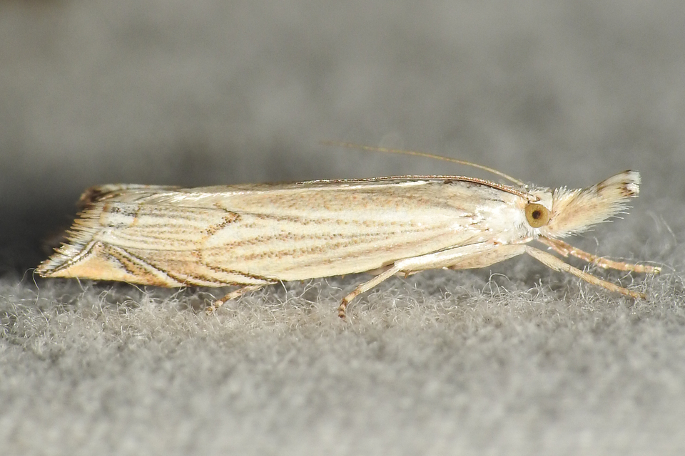 Metacrambus carectellus - homoki fűgyökérmoly