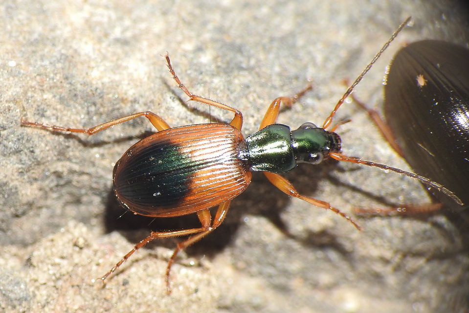 Anchomenus dorsalis - hátfoltos kisfutó