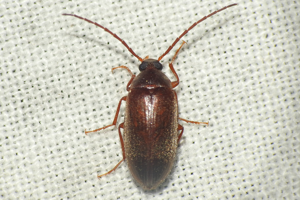 Hymenalia rufipes - rőtlábú alkonybogár