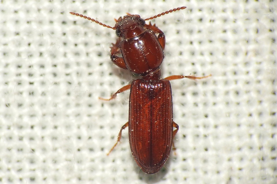 Clivina ypsilon - sziki vakondfutó