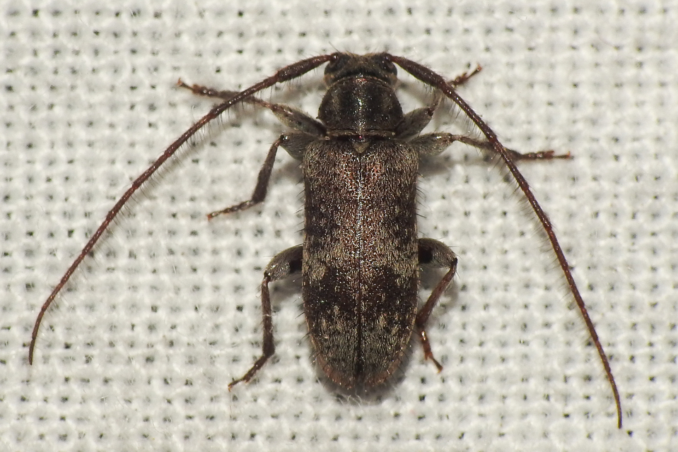 Exocentrus adspersus - tölgyfa-rőzsecincér