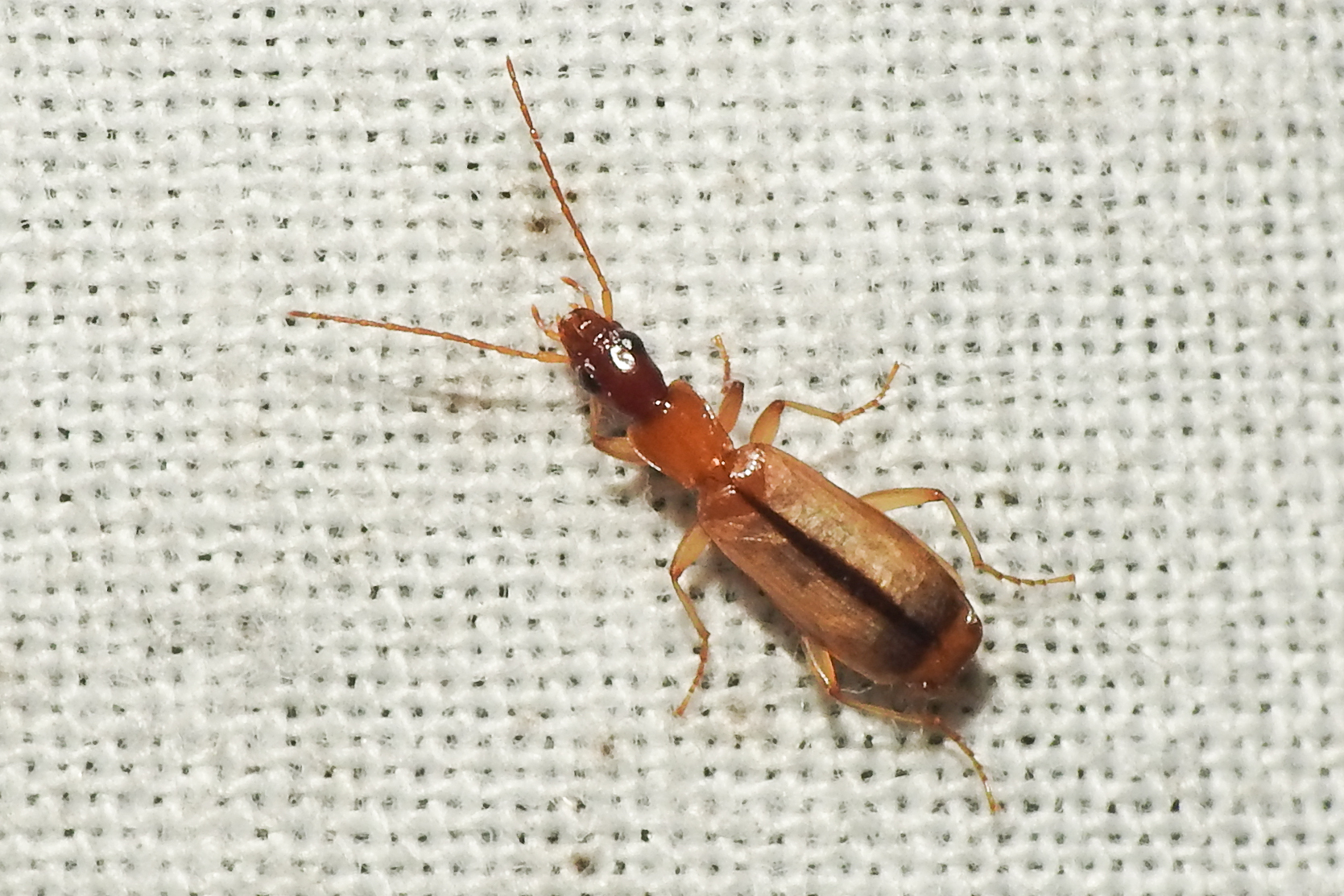 Paradromius longiceps - hosszúfejű kéregfutó