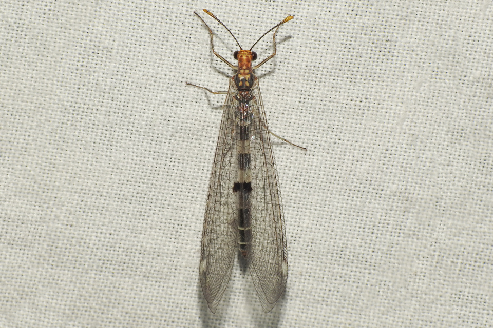 Megistopus flavicornis - kétfoltos hangyaleső