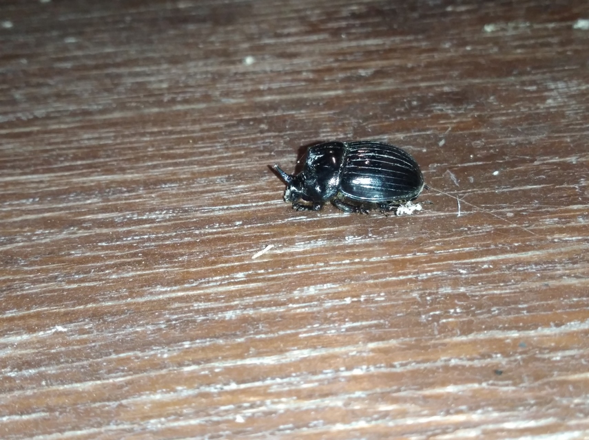 Copris lunaris - közönséges holdszarvú-ganéjtúró