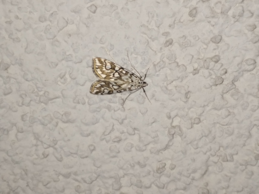Elophila nymphaeata - tarka vízimoly