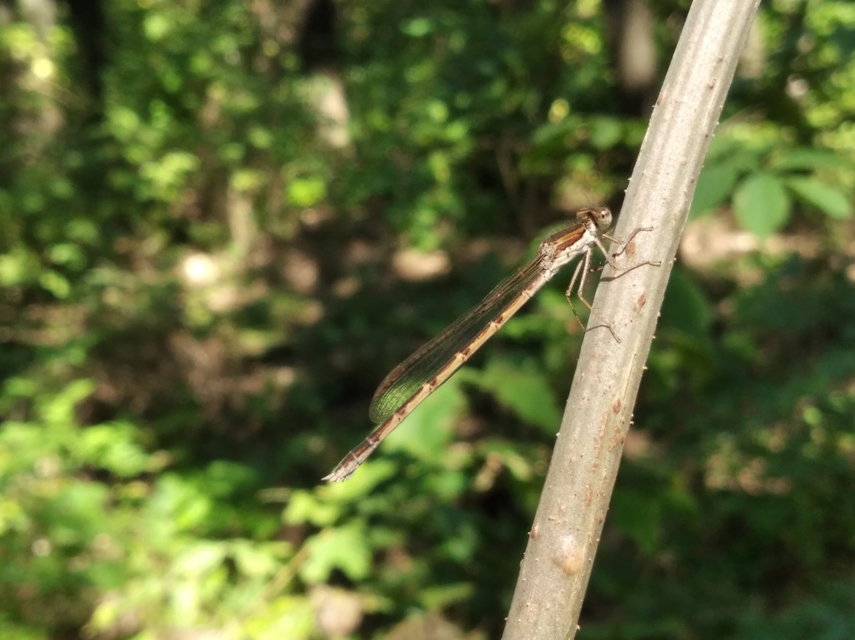 Sympecma fusca - téli rablószitakötő