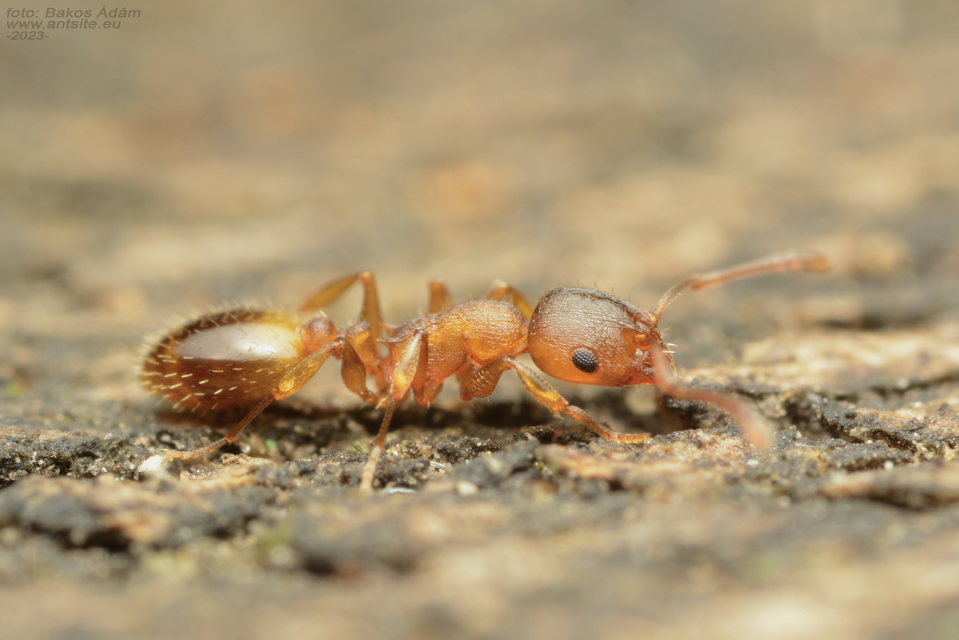 Temnothorax crassispinus - gubacslakó kéreghangya